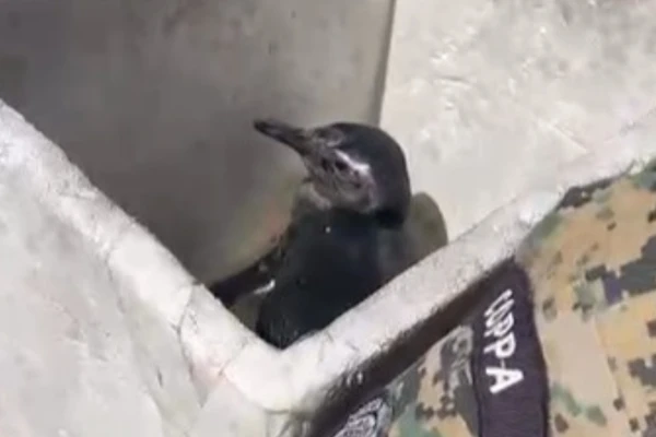 Animal foi encontrado por moradores por Divulgação