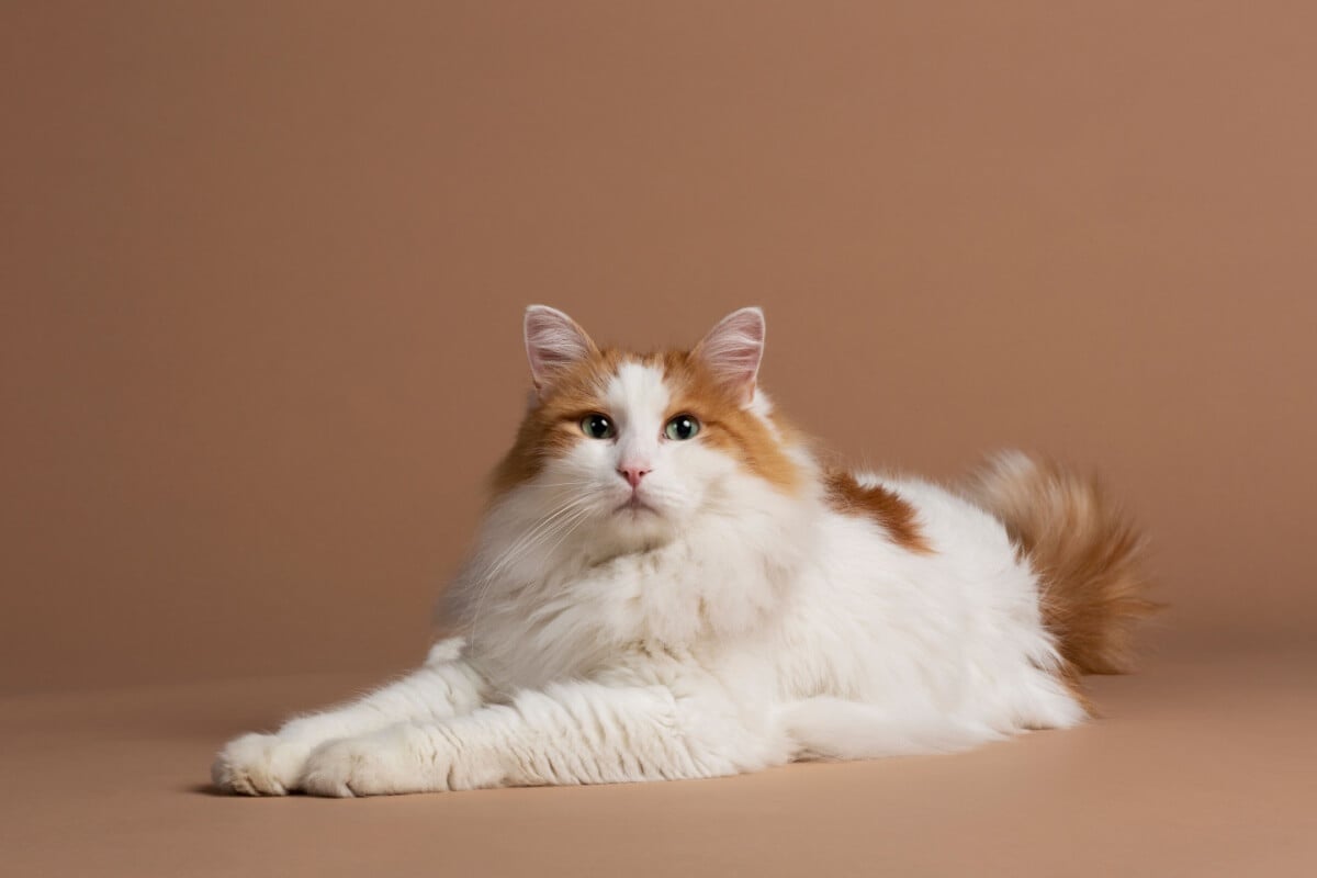 Inteligente e de personalidade ativa, o gato van turco tem características apaixonantes (Imagem: Lea Rae | Shutterstock)