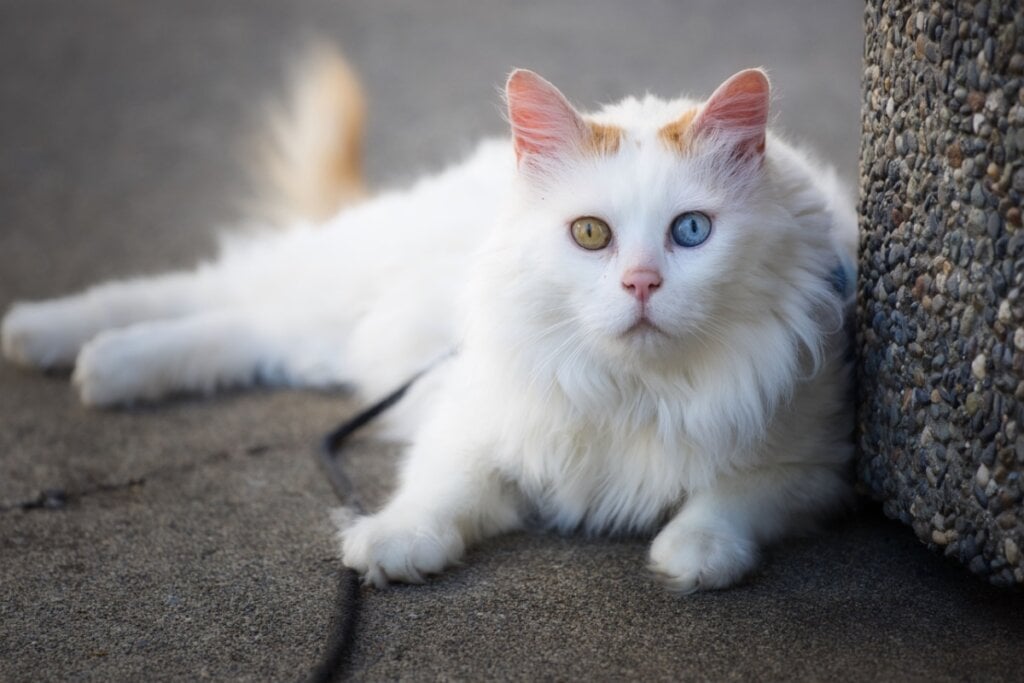 O gato van turco não possui subpelo, o que evita a formação de nós e dispensa escovação diária (Imagem: Barrie Barrington | Shutterstock)