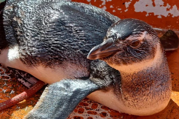 Pinguim foi encontrado na Marina Aratu