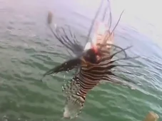 Imagem - Peixe invasor com espinhos venenosos é encontrado em destino turístico da Bahia