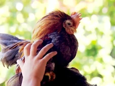 Imagem - Menor galinha do mundo vira pet de luxo e vale até R$ 3,5 mil; conheça