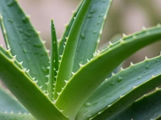 Imagem - Planta milenar vira destaque ente os dermatologistas para cuidados com a pele
