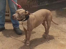 Imagem - Adolescente grávida é atacada por pitbull que pulou portão