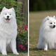 Imagem - 7 diferenças entre os cães das raças samoieda e spitz japonês
