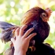 Imagem - Menor galinha do mundo vira pet de luxo e vale até R$ 3,5 mil; conheça