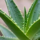 Imagem - Planta milenar vira destaque ente os dermatologistas para cuidados com a pele