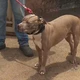 Imagem - Adolescente grávida é atacada por pitbull que pulou portão
