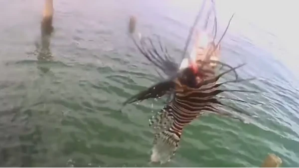 Peixe foi encontrado na cidade de Maraú por auto-upload