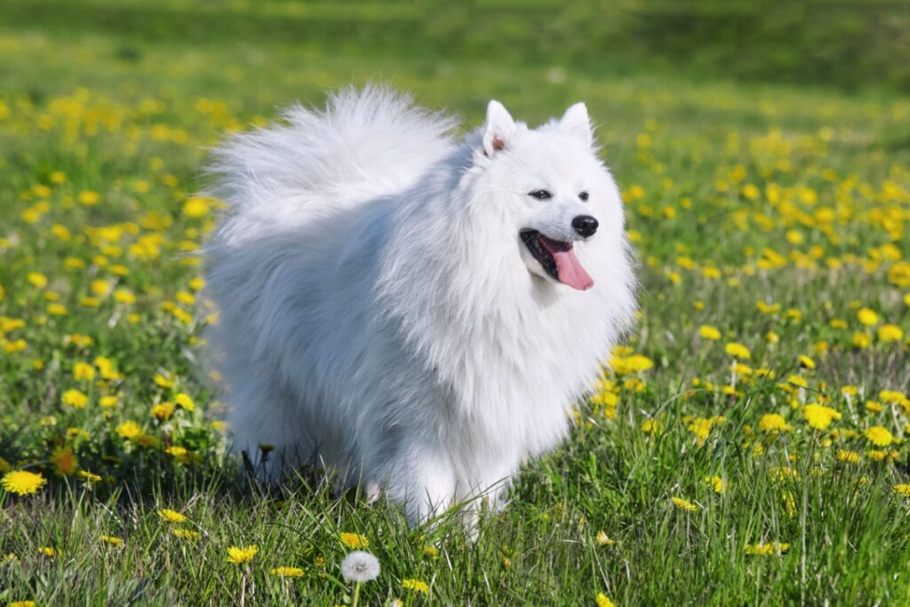 O spitz japonês solta menos pelo e exige menos escovação (Imagem: Sheleh Vadzim | Shutterstock)