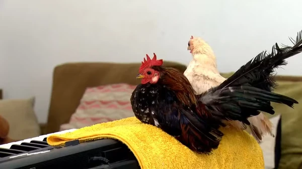 Galinha Serama por Reprodução/Globo Rural