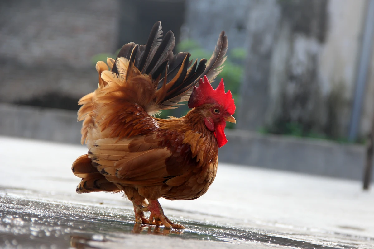 Galinha Serama por Shutterstock