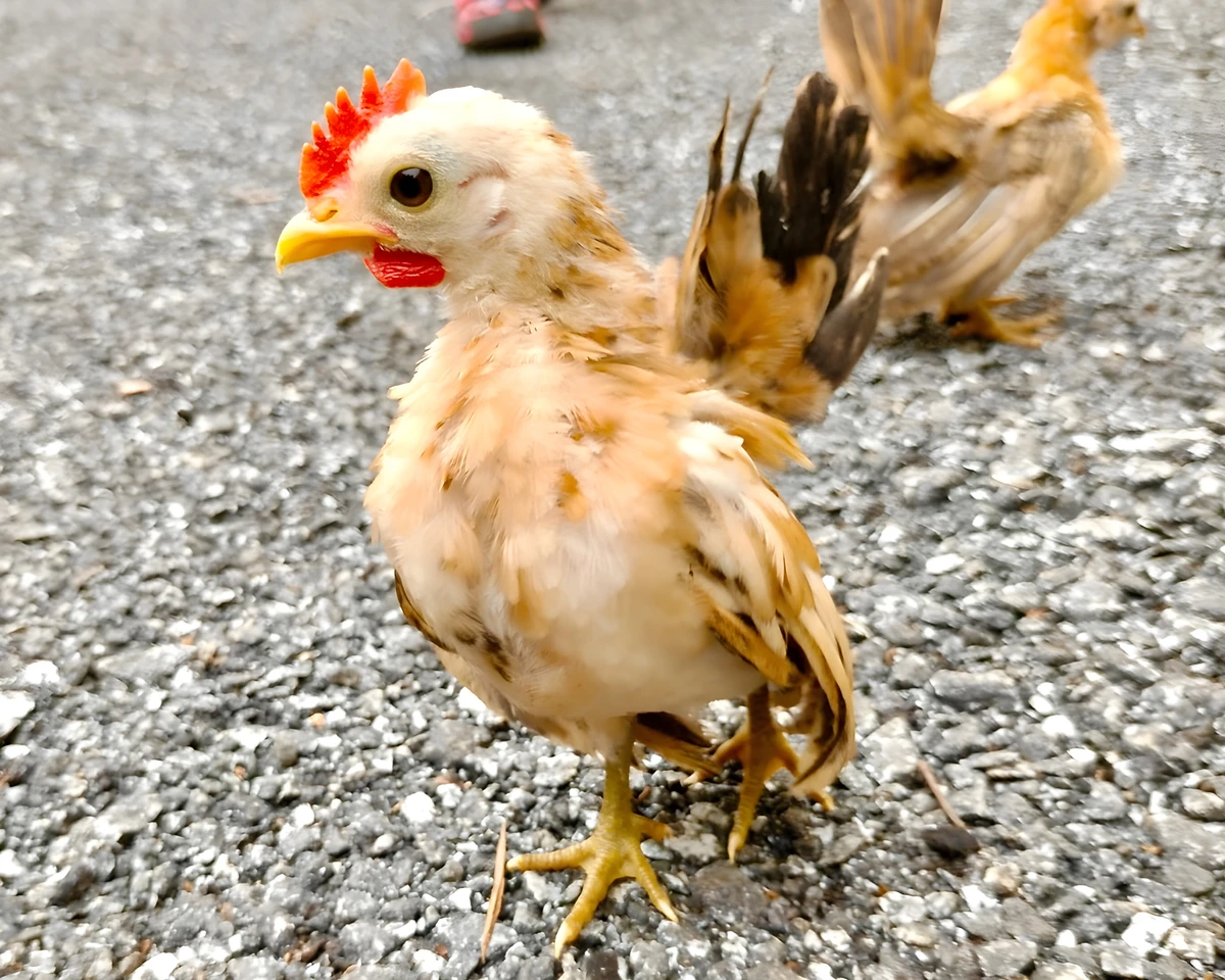 Galinha Serama por Shutterstock