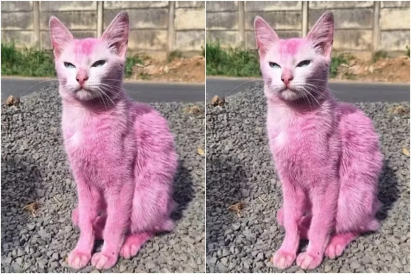 Gata foi pintada de rosa