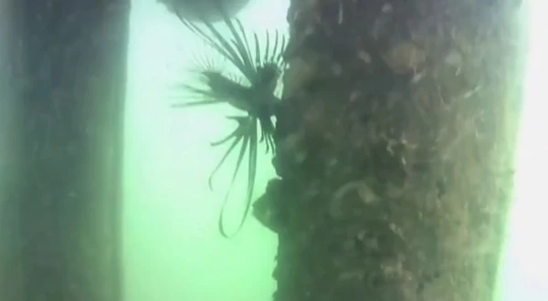 Peixe foi encontrado na cidade de Maraú por Reprodução/TV Bahia