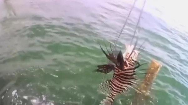 Peixe foi encontrado na cidade de Maraú por Reprodução/TV Bahia