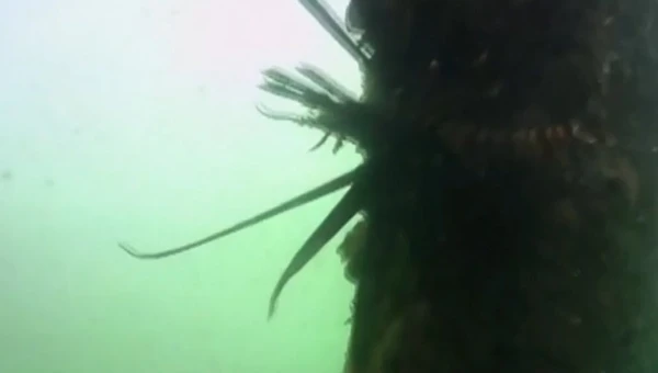 Peixe foi encontrado na cidade de Maraú por Reprodução/TV Bahia