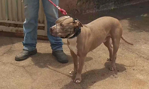 Segundo o dono, o cão costuma ficar preso