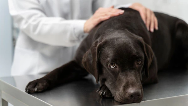  Câncer em pets é real: entenda a doença e proteja seu melhor amigo