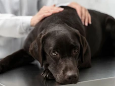 Imagem - Seu cão pode ter câncer: saiba como identificar