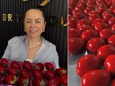 Imagem - Baiana faz sucesso com morango do amor nos EUA e fatura mais de US$ 5 mil
