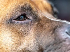 Imagem - Meu cachorro está com o olho esbranquiçado: o que pode ser?