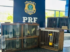 Imagem - PRF resgata aves silvestres em ônibus interestadual na BR-116