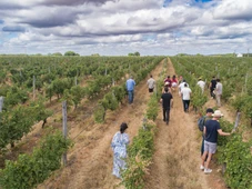 Imagem - Cresce interesse internacional pelos vinhos do Vale do São Francisco