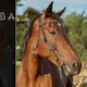 Imagem - Cantor largou as drogas após ser xingado por cavalo durante 'conversa'; entenda