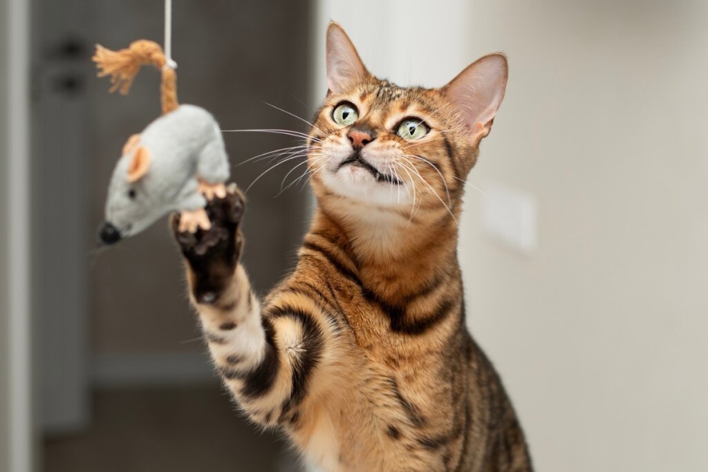 Repetir o nome do gato enquanto se brinca com um item conhecido ativa o instinto de atenção e facilita o retorno ao tutor (Imagem: ketlit | Shutterstock) 