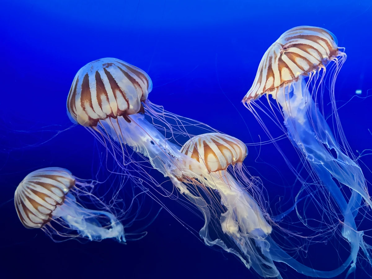 Estão se multiplicando com as mudanças climáticas e aquecimento do oceano por Shutterstock