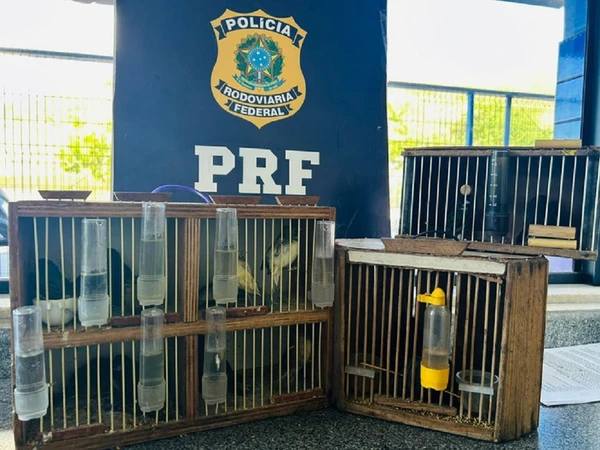 PRF resgata 14 aves silvestres durante fiscalização a ônibus interestadual na BR-116, em Jequié