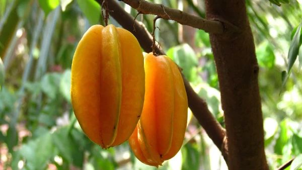 Veja como plantar carambola e ter uma planta deslumbran