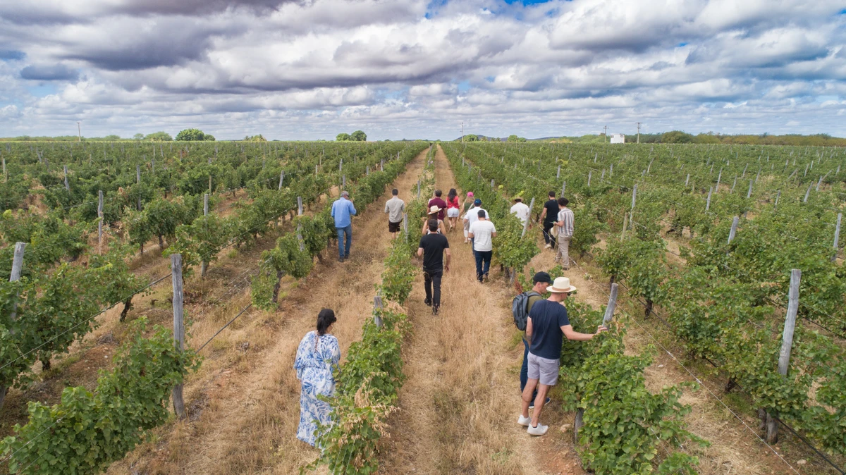 Vinhos do Vale do São Francisco estão atraindo atenção