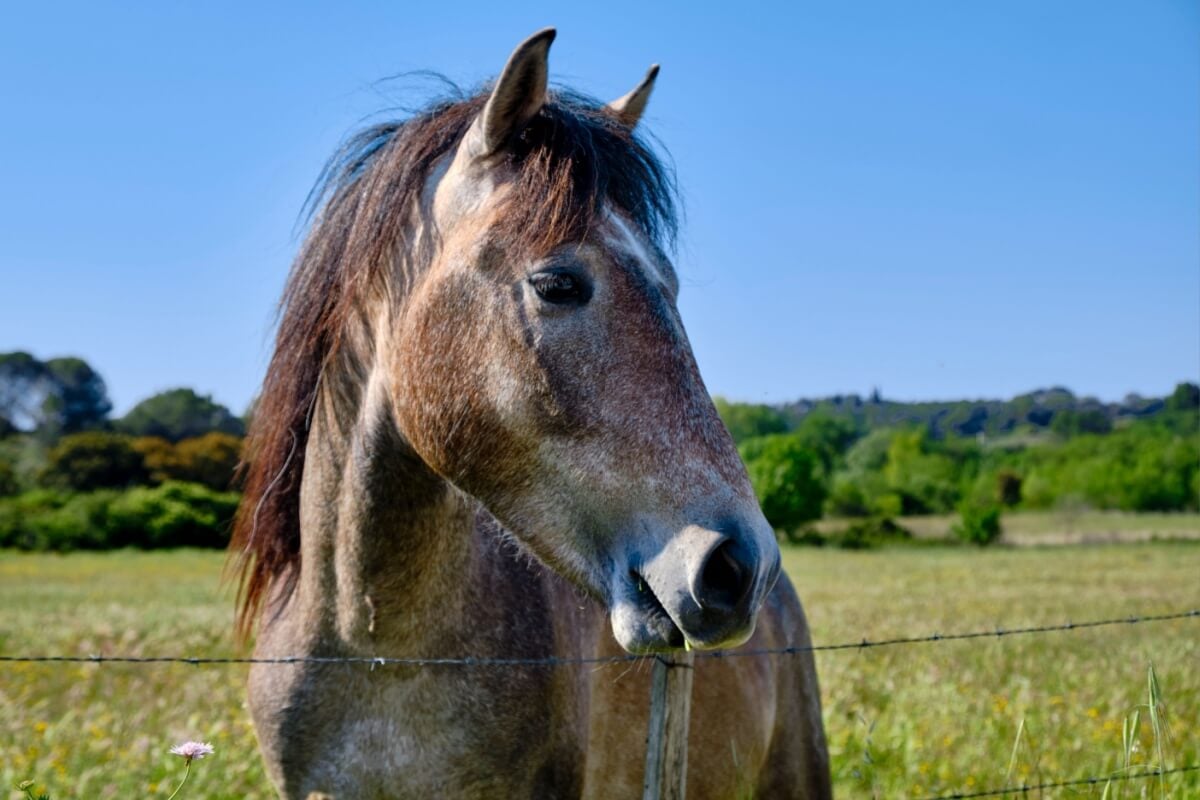 Diversas espécies do reino animal têm dezenas ou até centenas de milhões de receptores olfativos (Imagem: Wandering views | Shutterstock)