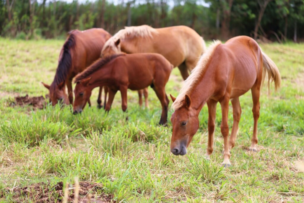 O cavalo tem um olfato aguçado que permite reconhecer outros cavalos e humanos pelo cheiro (Imagem: AgriTech | Shutterstock)