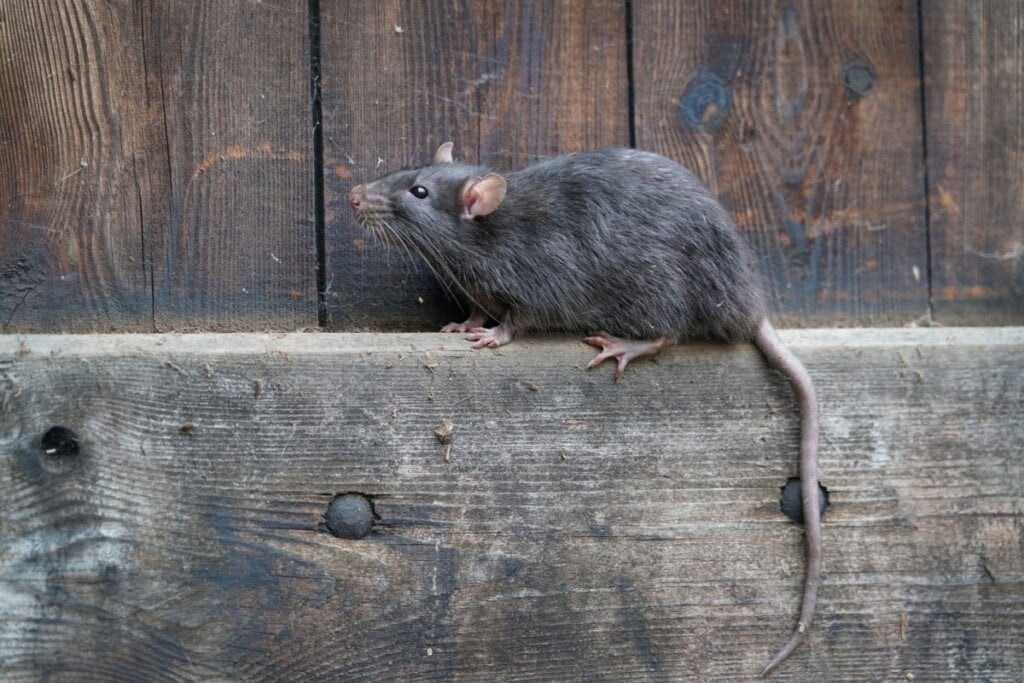 O rato usa o olfato para procurar comida e evitar predadores (Imagem: Holger Kirk | Shutterstock)