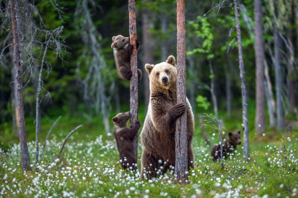 O urso-pardo pode sentir o cheiro de um animal morto a mais de 30 km de distância (Imagem: Sergey Uryadnikov | Shutterstock) 