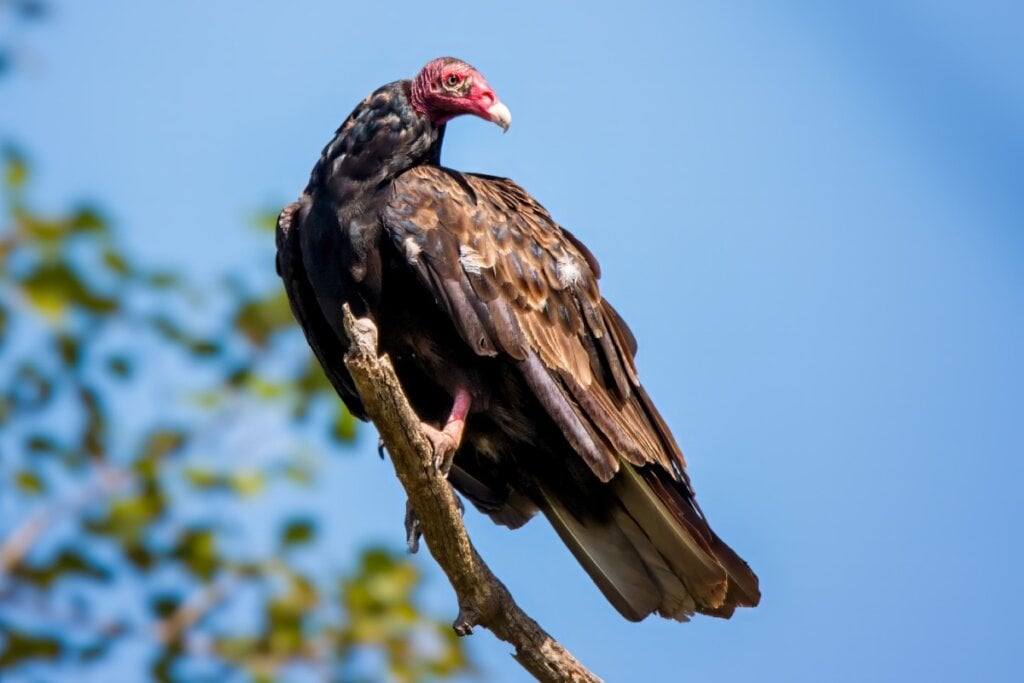 O urubu-de-cabeça-vermelha detecta gases liberados pela decomposição de animais mortos mesmo a grandes altitudes (Imagem:  Larry Eiden | Shutterstock)