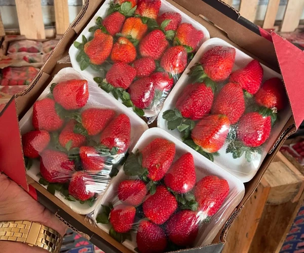 Na Ceasa, a caixa de morango é vendida com quatro placas da fruta, totalizando 1 kg