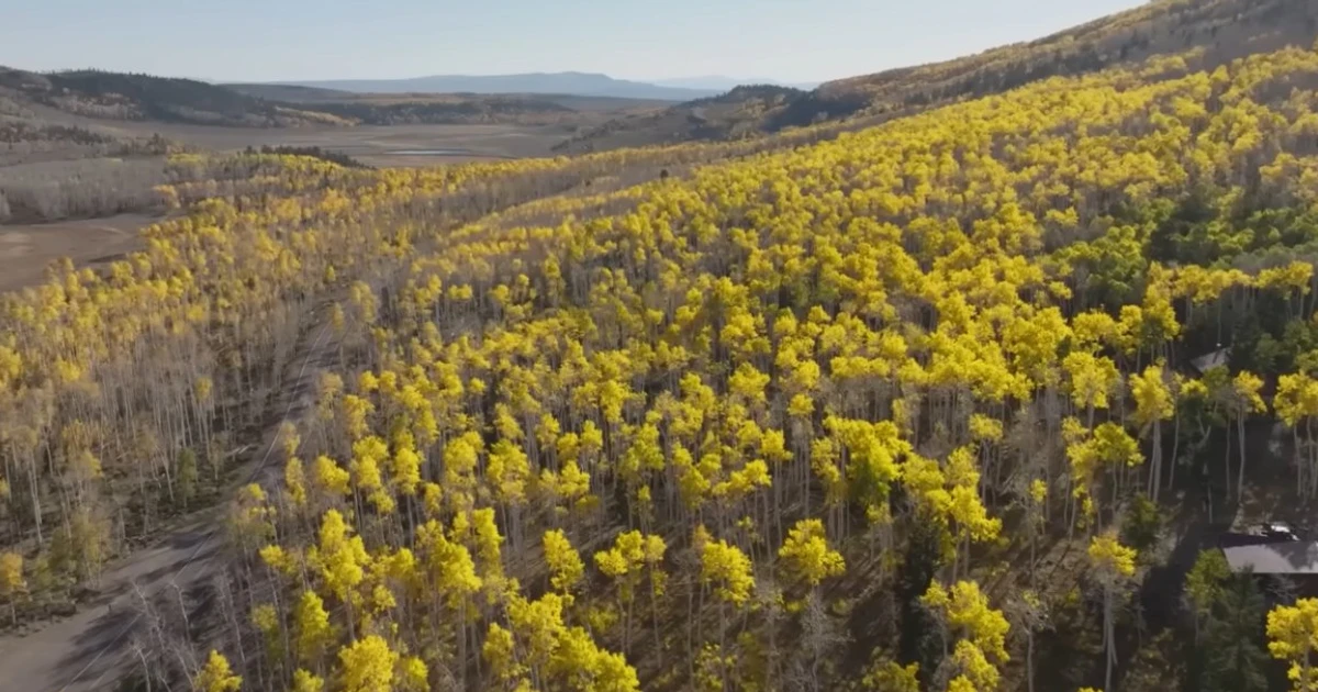 Imagem - Maior árvore do mundo tem mais de 16 mil anos e tem o tamanho de 60 campos de futebol