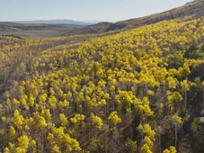 Imagem - Maior árvore do mundo tem mais de 16 mil anos e tem o tamanho de 60 campos de futebol