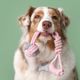 Imagem - 10 nomes para cachorros com muita energia 