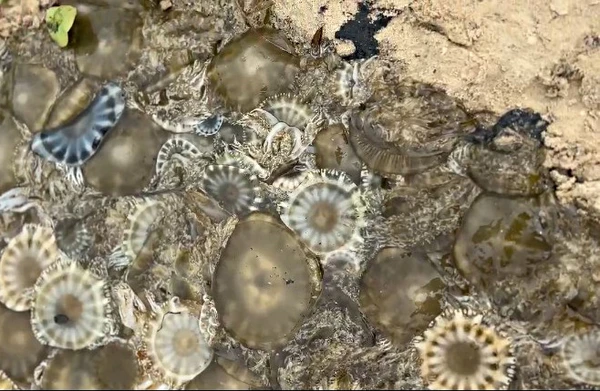 Ação retirou medusa invasora do mar por Reprodução
