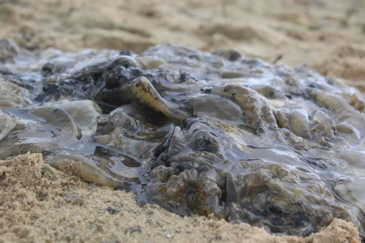Ação retirou medusa invasora do mar por Reprodução