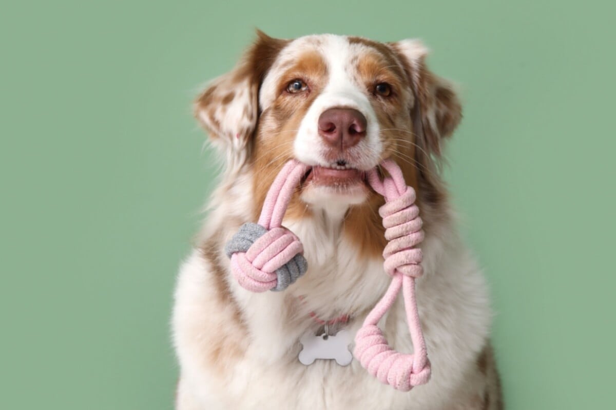 Alguns nomes são ideais para cachorros com muita energia (Imagem: Pixel-Shot | Shutterstock)