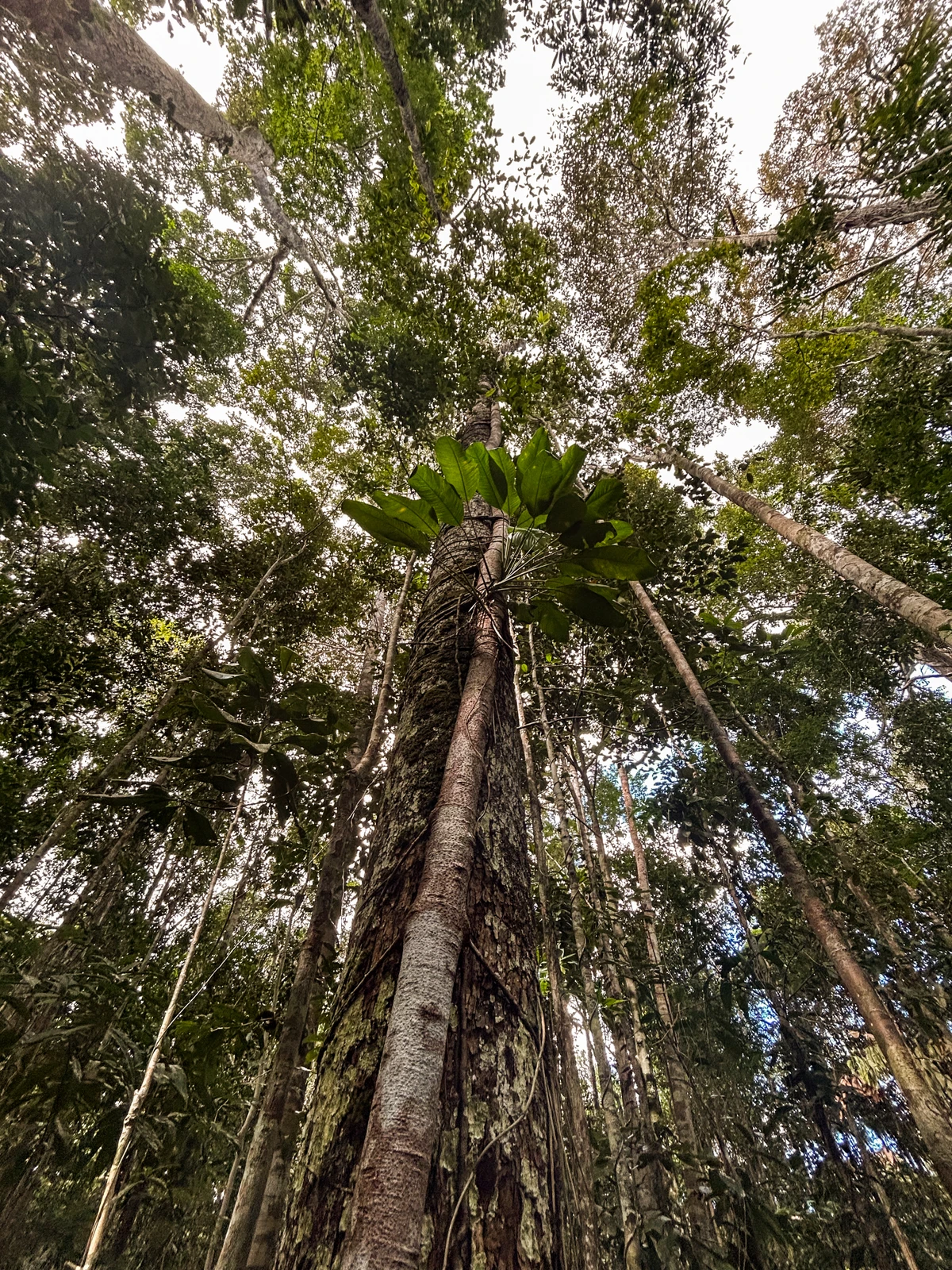 Estação Veracel, nos municípios de Porto Seguro e Santa Cruz de Cabrália, é maior reserva particular de Mata Atlântica do Brasil por Sora Maia/CORREIO