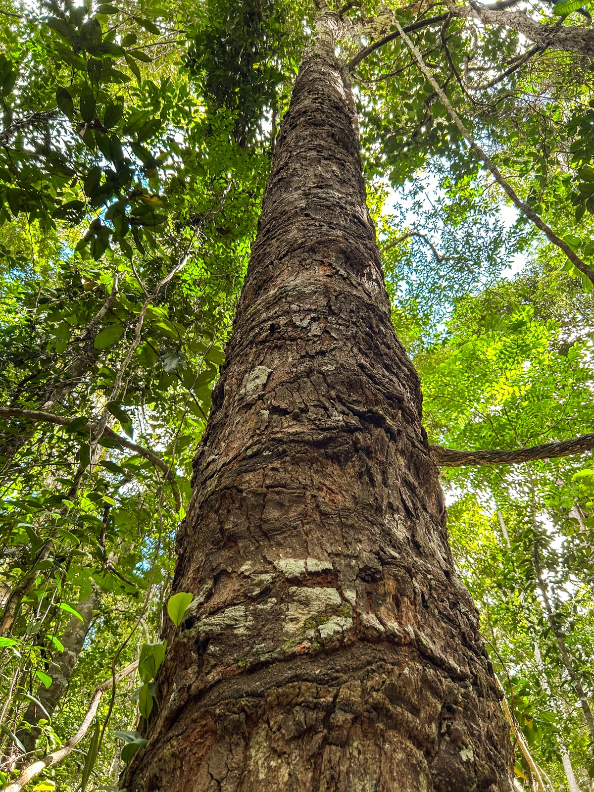 Estação Veracel, nos municípios de Porto Seguro e Santa Cruz de Cabrália, é maior reserva particular de Mata Atlântica do Brasil por Sora Maia/CORREIO