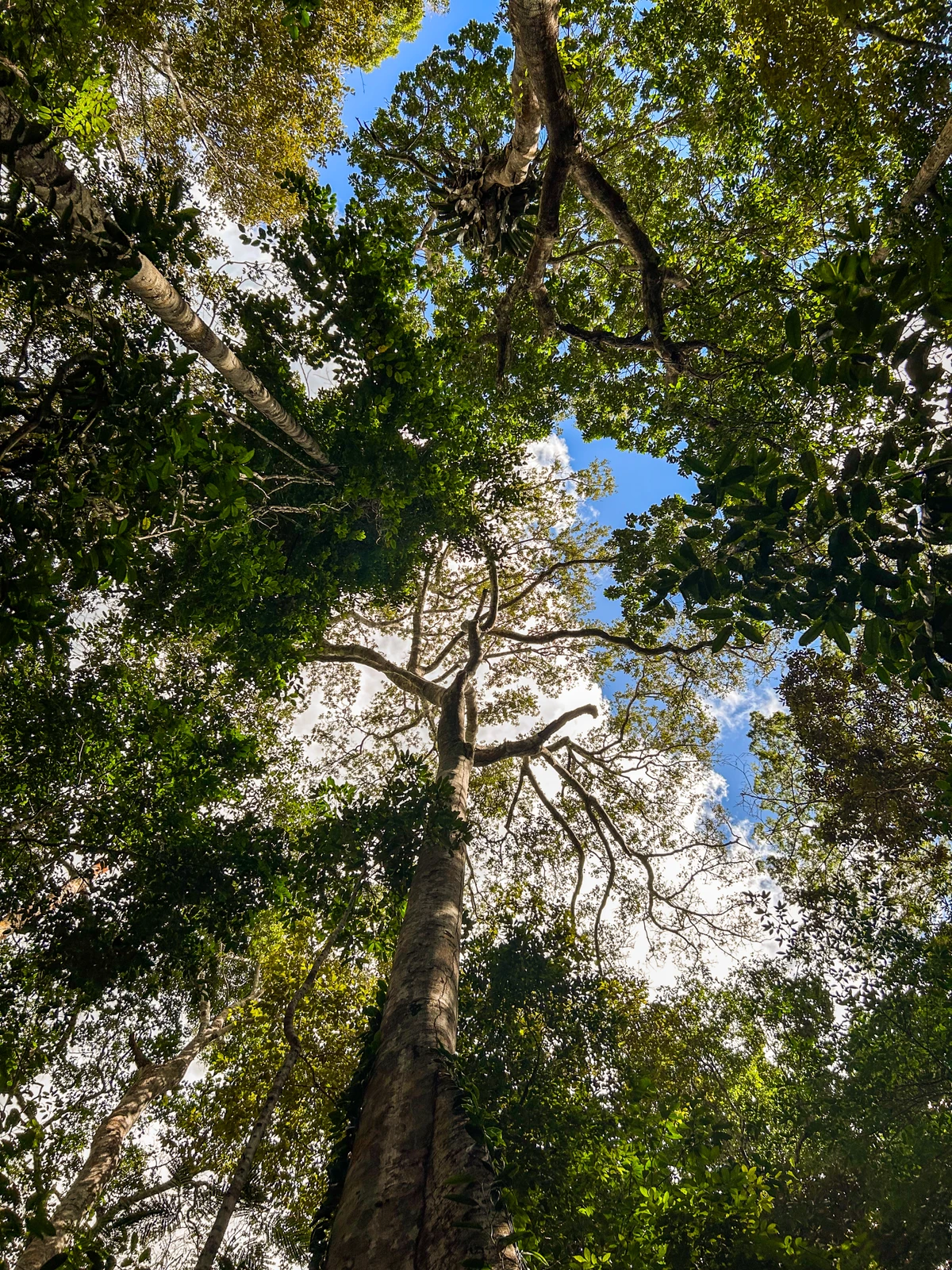 Estação Veracel, nos municípios de Porto Seguro e Santa Cruz de Cabrália, é maior reserva particular de Mata Atlântica do Brasil por Sora Maia/CORREIO