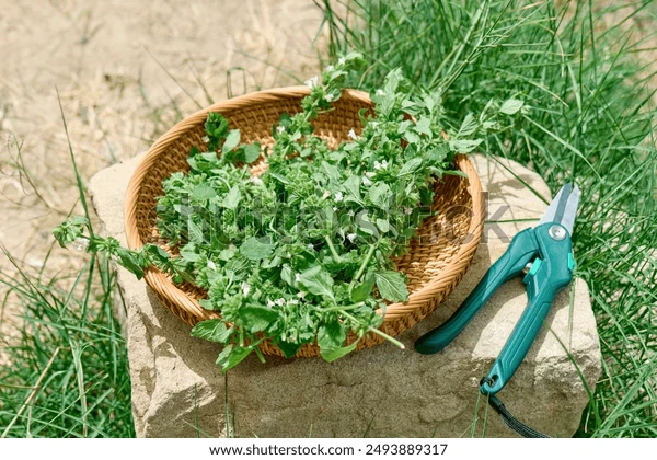 Erva Cidreira (Melissa)  por Shutterstock